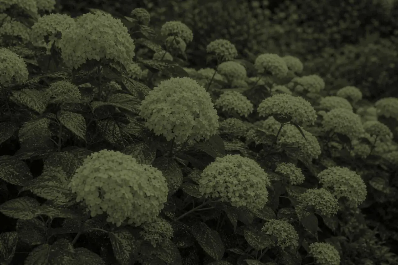 Sudbury, MA - A leafy hydrangea with sparse flowers illustrates a common problem for plants that produce abundant foliage but few blooms.