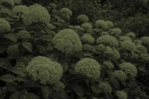 Sudbury, MA - A leafy hydrangea with sparse flowers illustrates a common problem for plants that produce abundant foliage but few blooms.