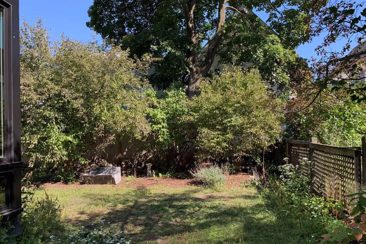 The existing backyard was dominated by invasive growth and unmanaged shade, limiting usability and obscuring the potential of the space.