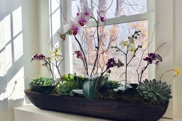 Window planter featuring orchids and succulents, evaluated for light intensity and supported through ongoing fertilization and grooming.