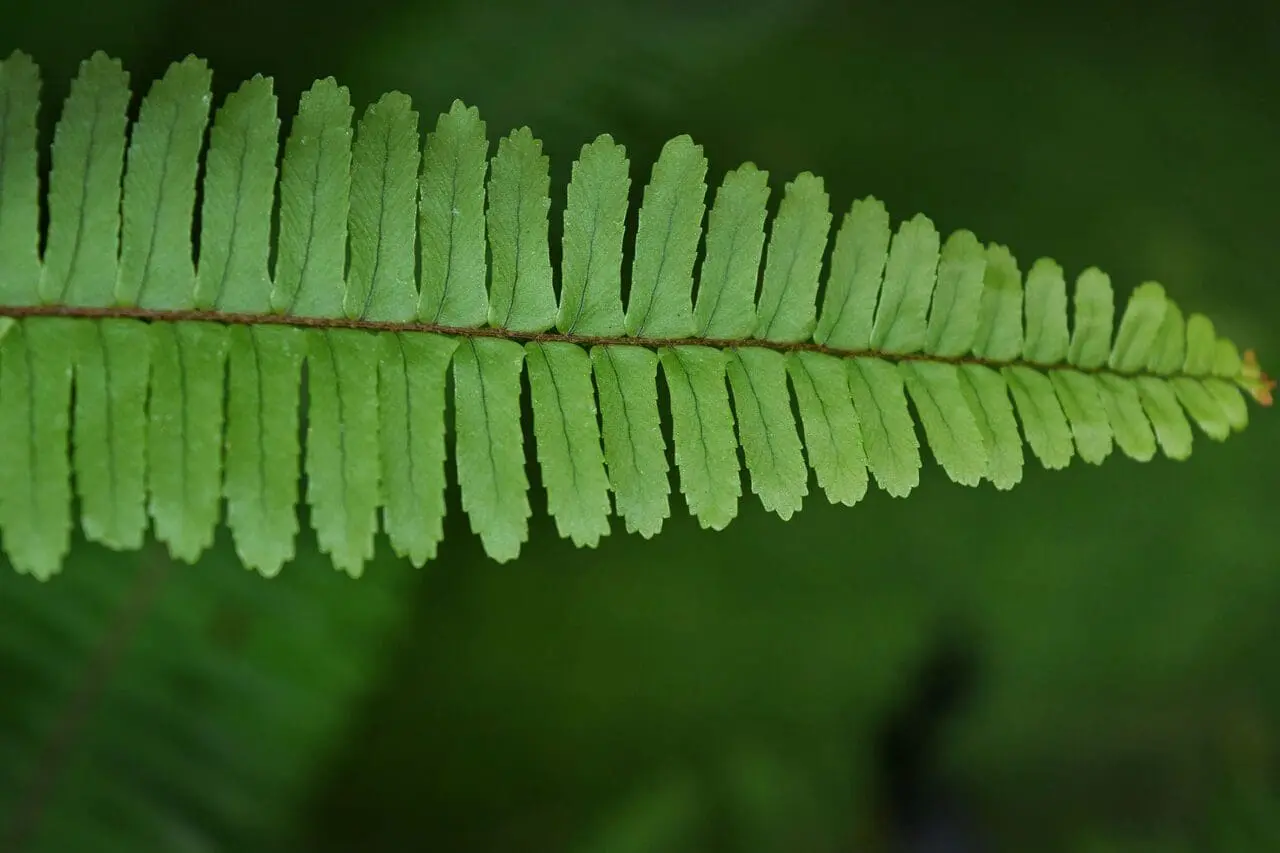 For the Love of Ferns