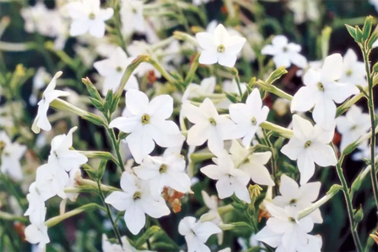 Flowering Tobacco