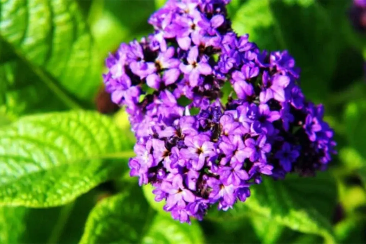 Heliotrope