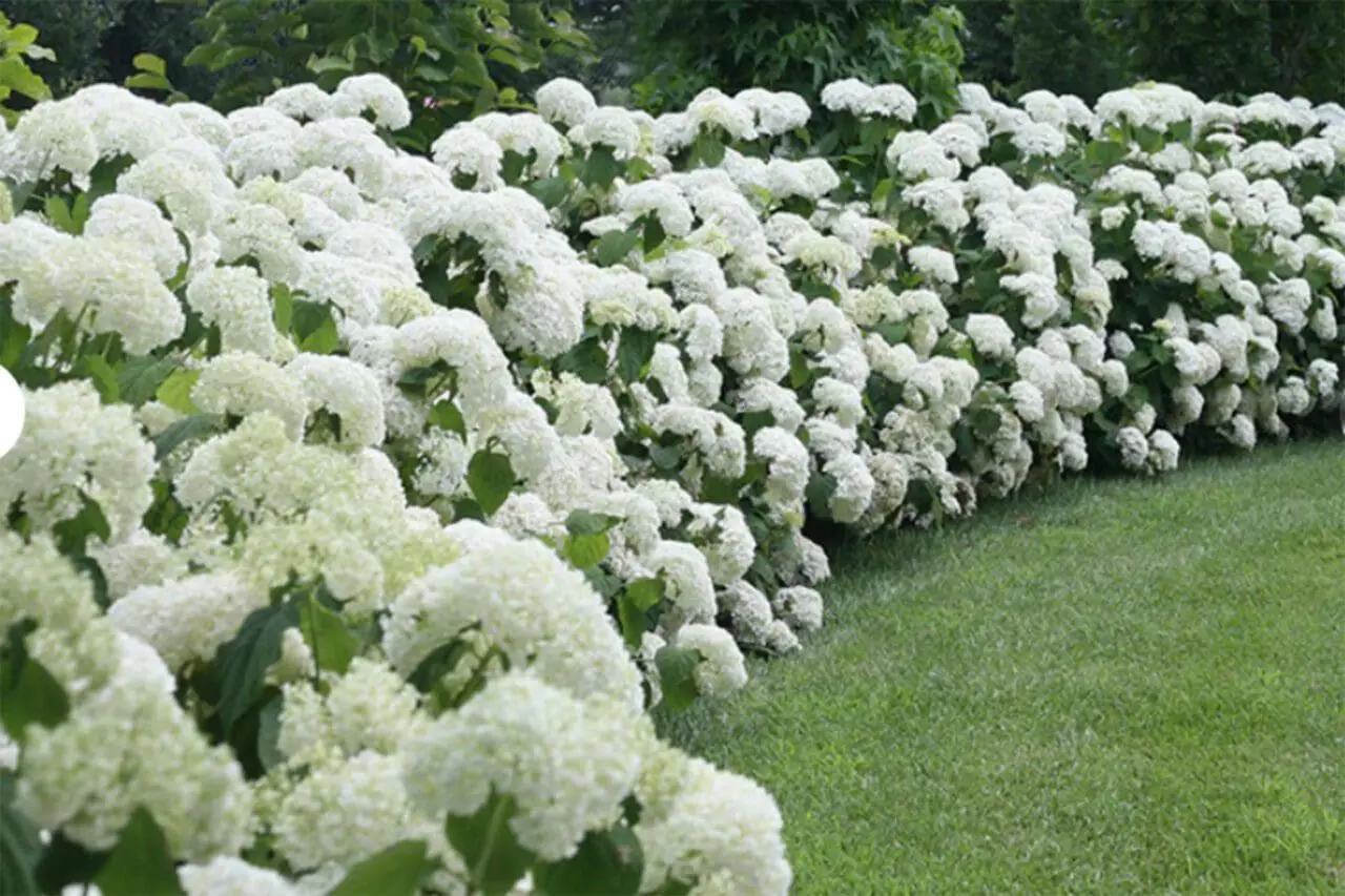 Snowball Hydrangea
