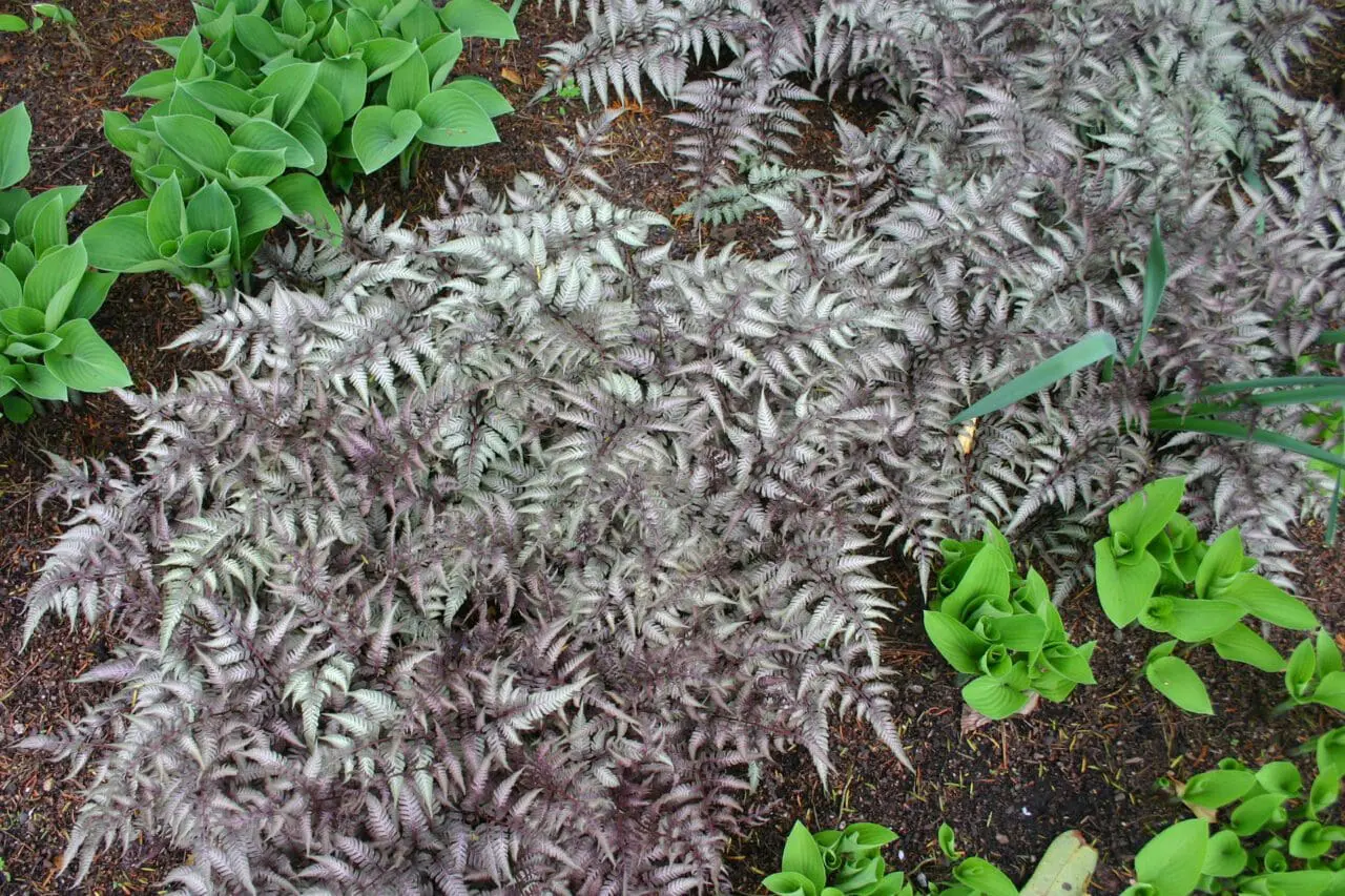 Japanese Painted Fern (athyrium niponicum)