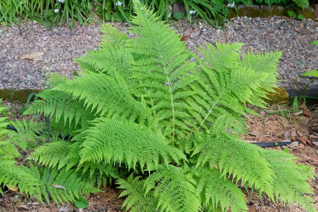Lady Fern (Anthyrium filix-femina)