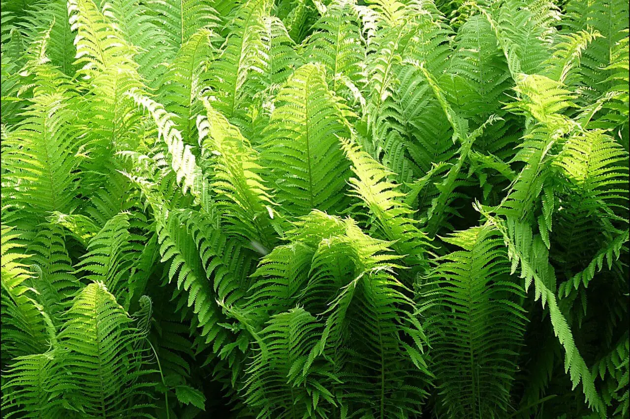 Ostrich Fern (matteuccia struthiopteris)