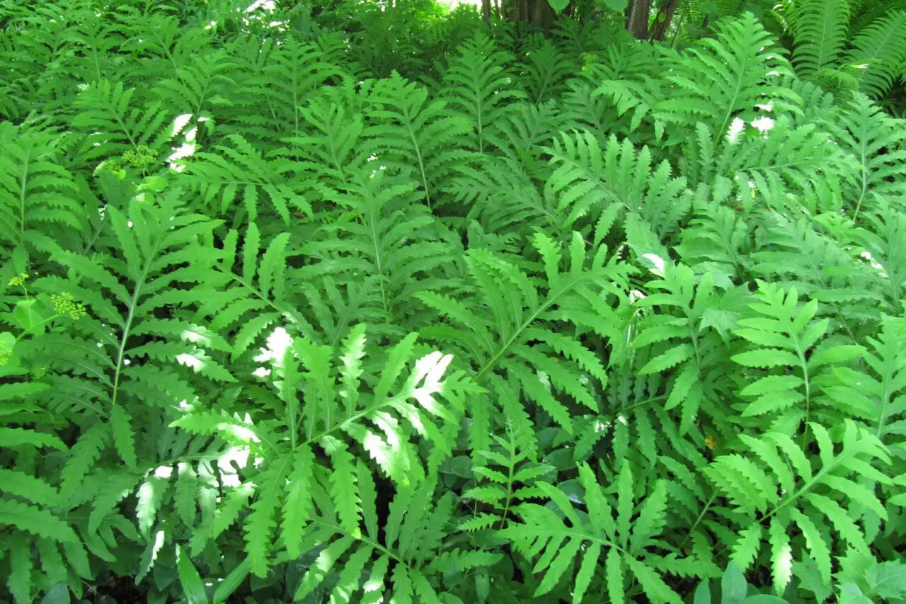 Sensitive Fern (onoclea sensibilis)