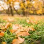 The Advantages of Leaf Mulching