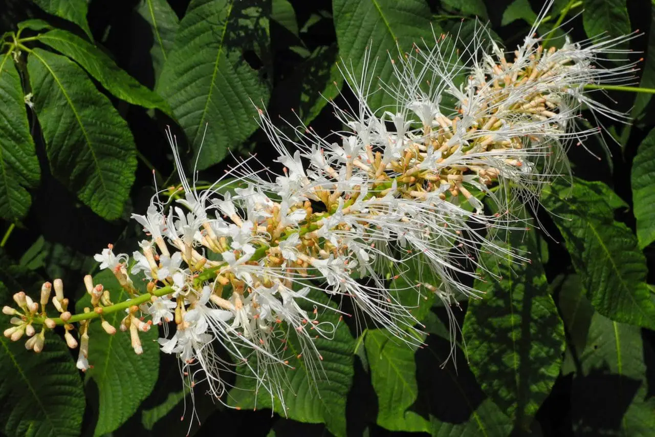 Aesculus Parviflora