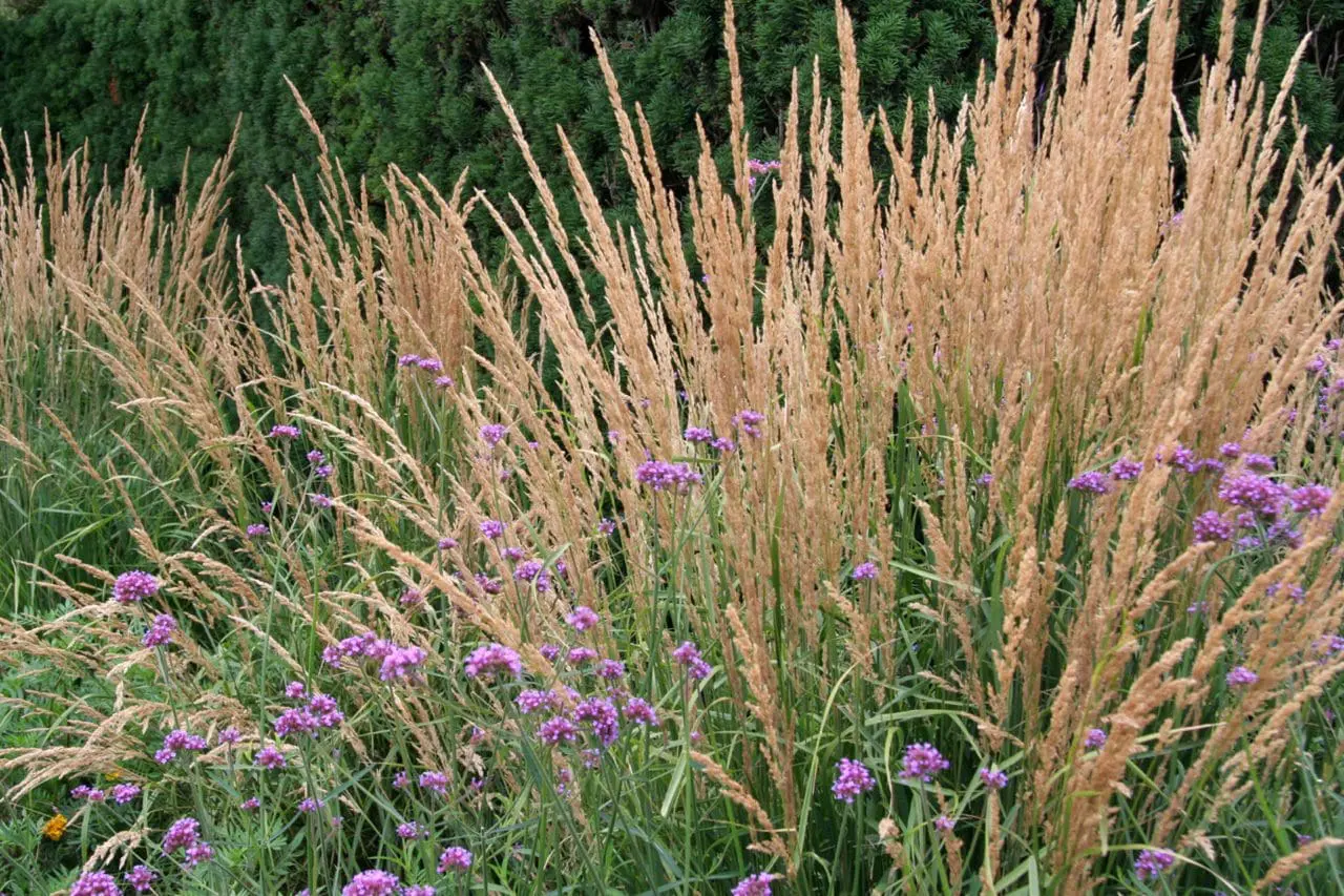 Ornamental Grass Calamagrostis x acutiflora 'Karl Foerster'