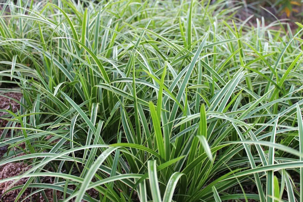 Ornamental Grass Carex 'Ice Dance'