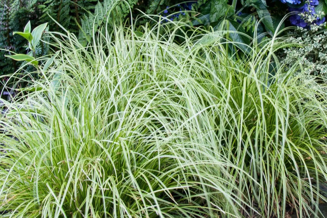 Ornamental Grass Carex 'Kaga Nishiki'