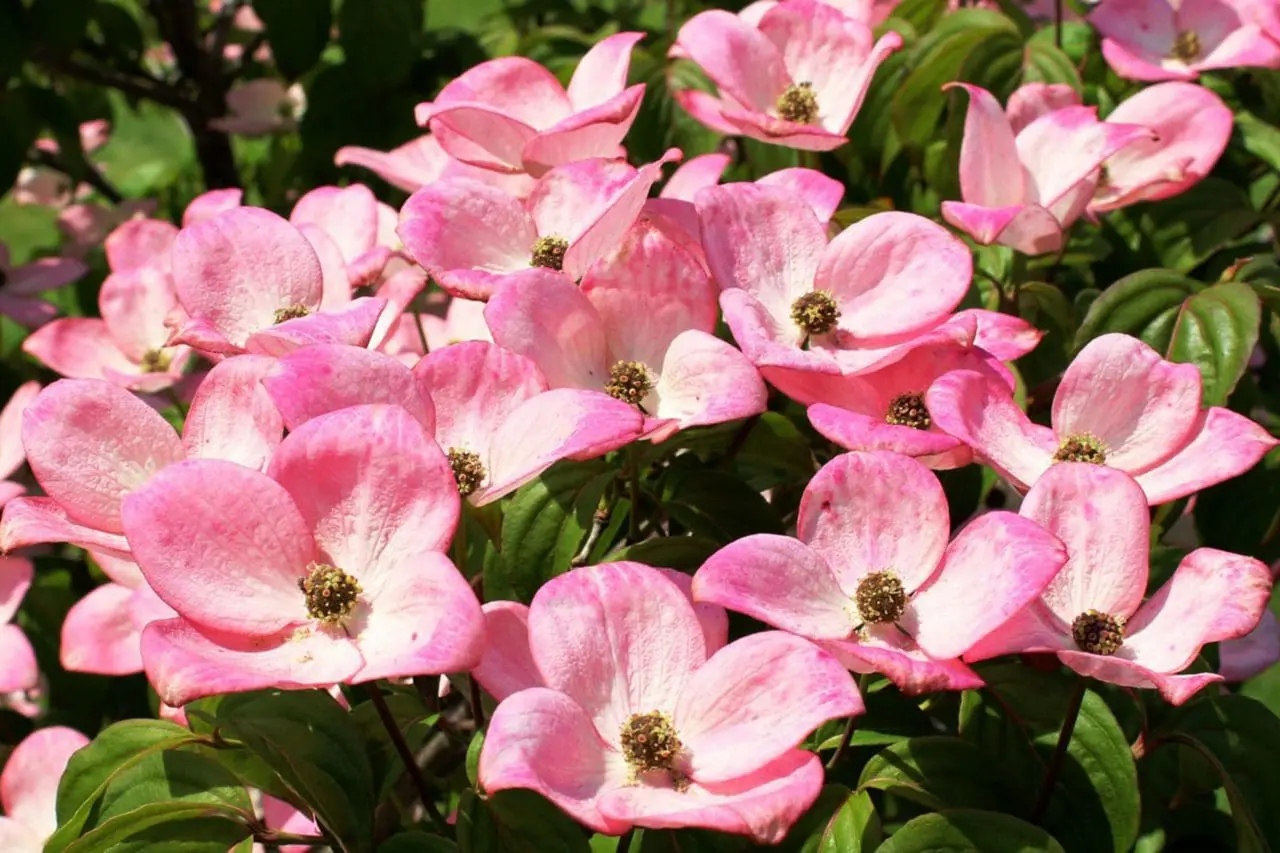 Cornus Kousa Dogwood