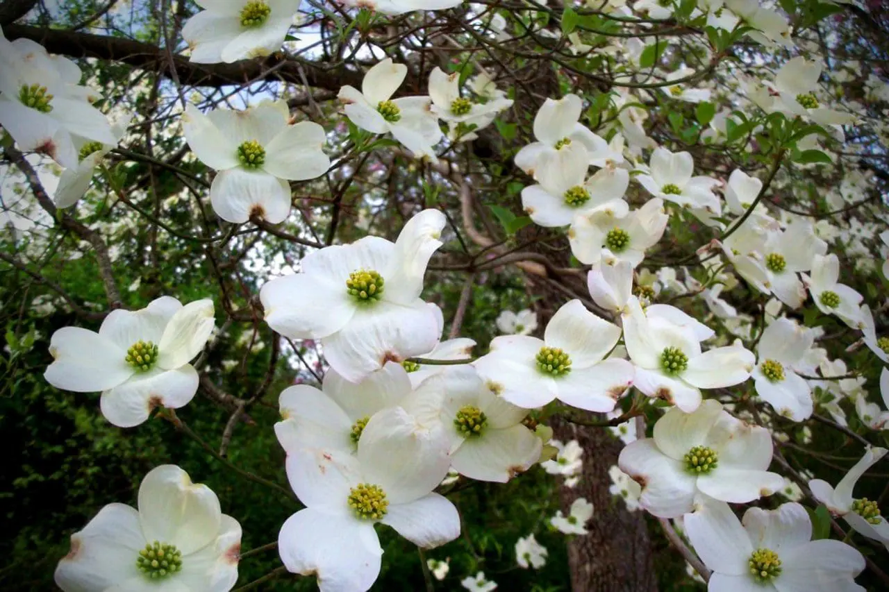 Cornus Kousa Dogwood