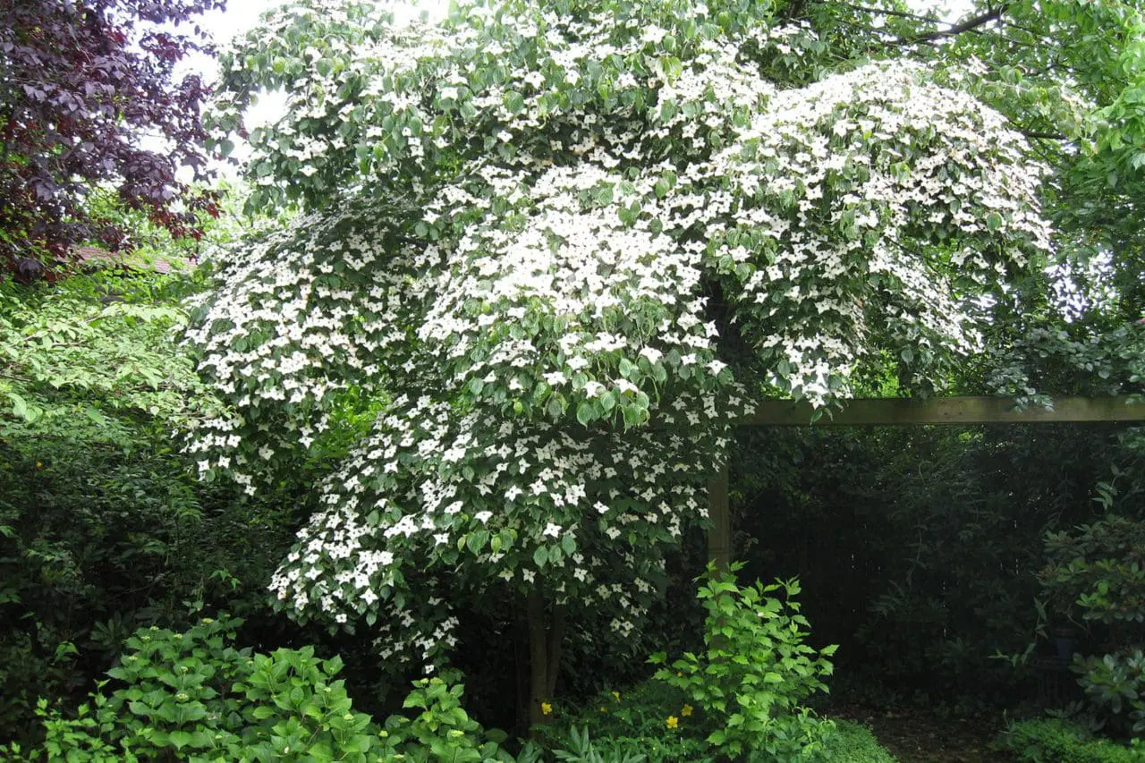 Cornus Kousa Dogwood