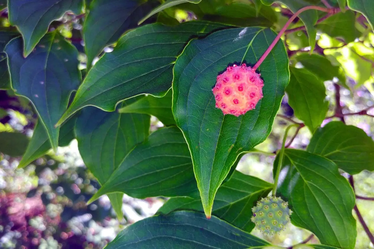 Cornus Kousa Dogwood