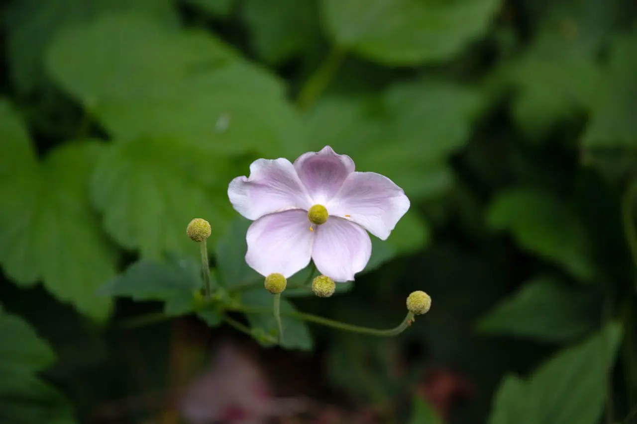 Anemone hupehensis (Japanese Anemone)