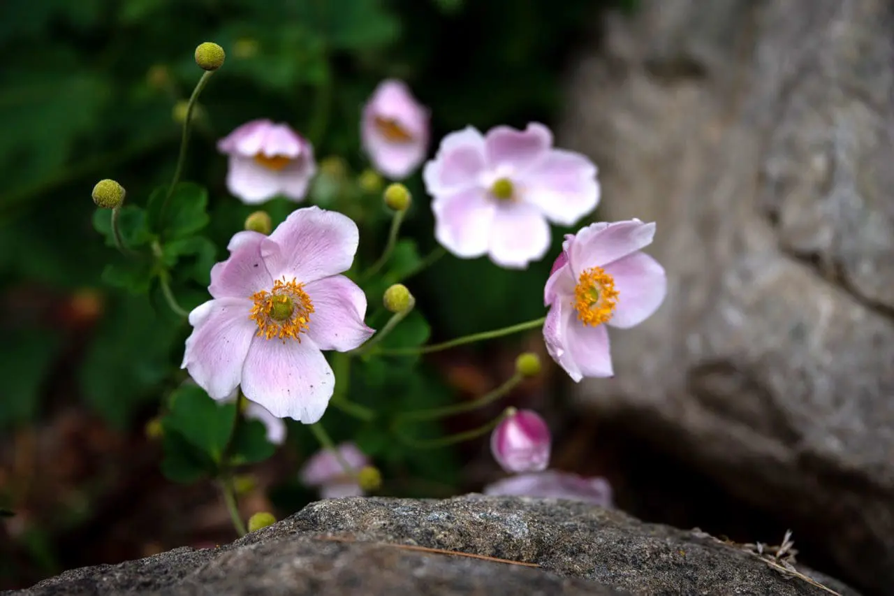 Anemone hupehensis (Japanese Anemone)