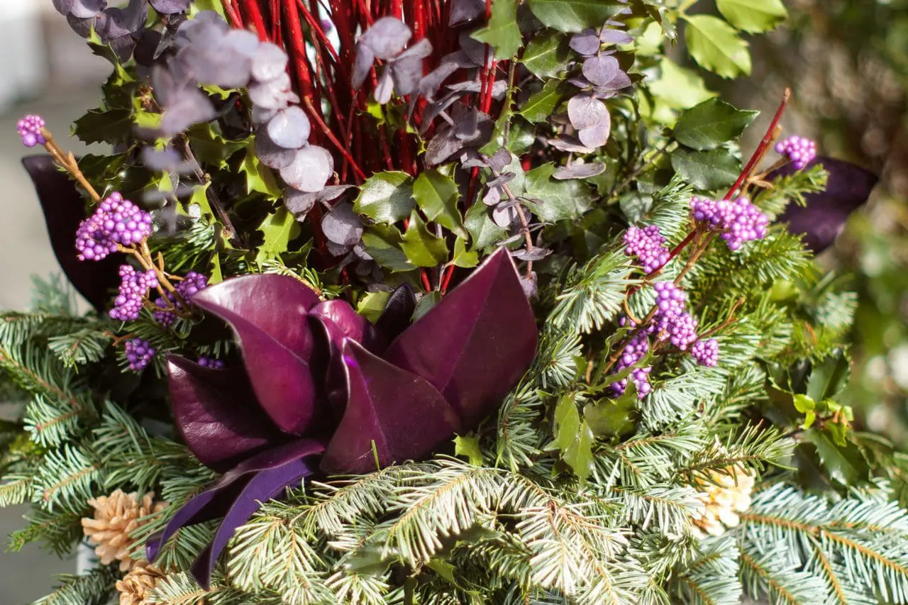Callicarpa dichotoma (Purple beautyberry)