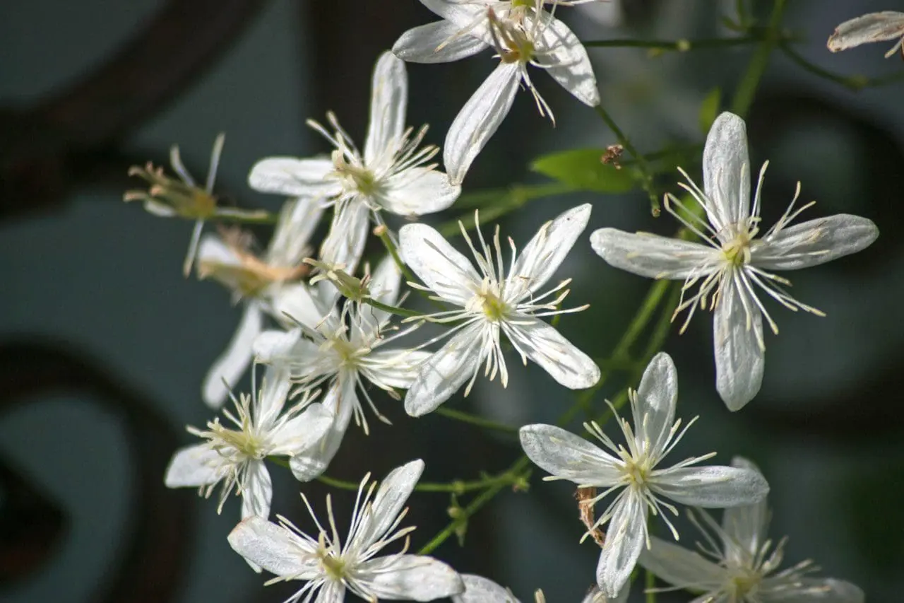 Sweet Autumn Clematis (Clematis paniculata)