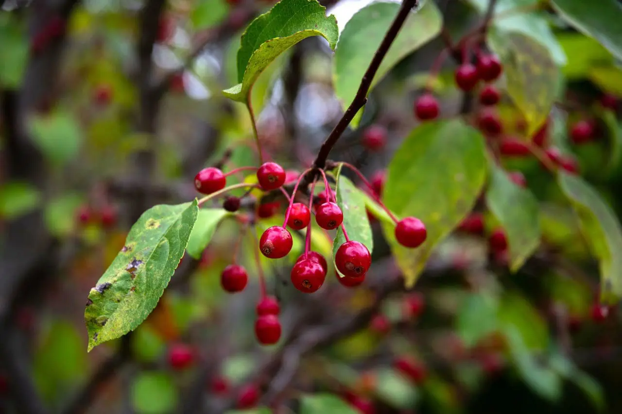 Malus (Crabapple)