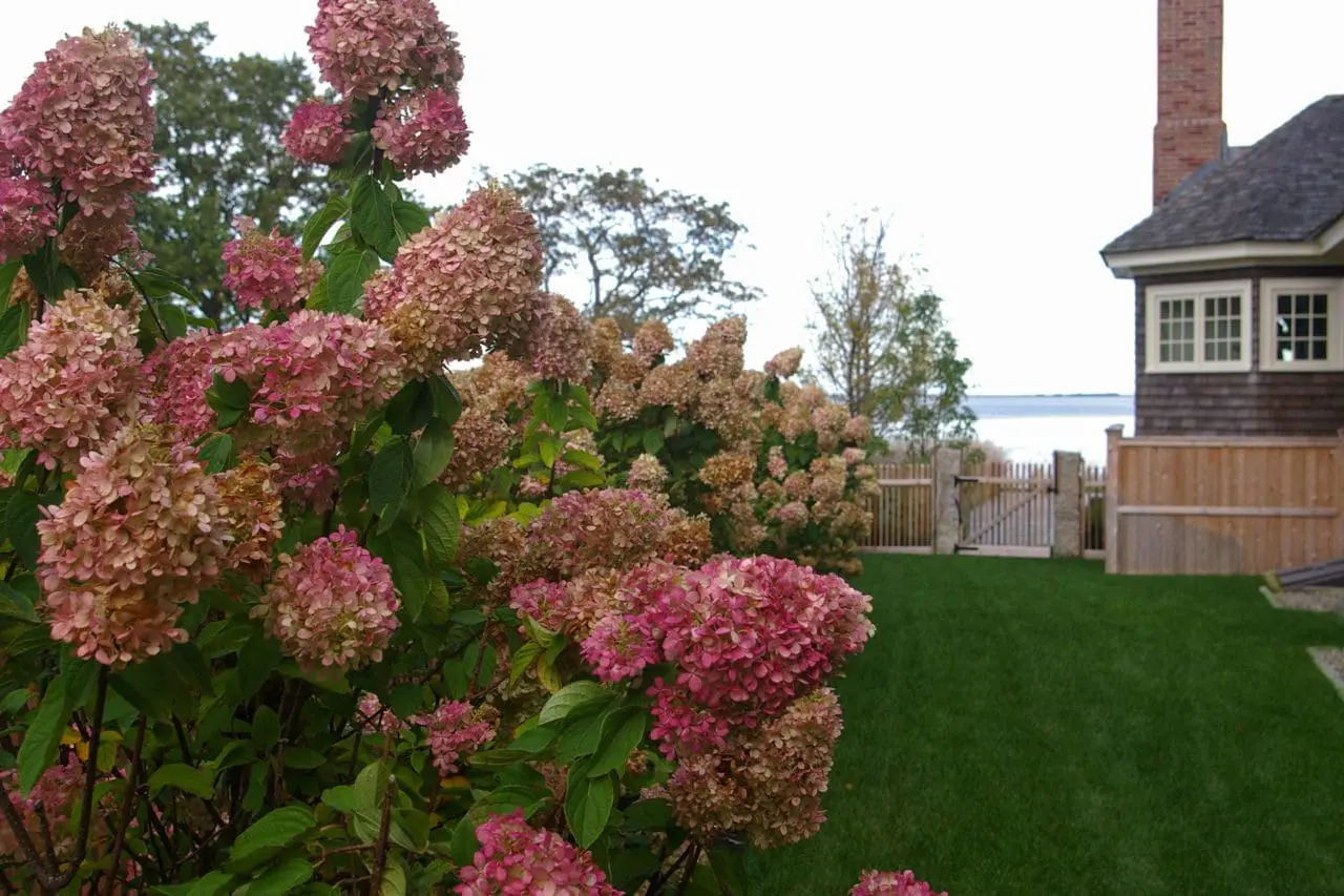 Hydrangea Grandiflora