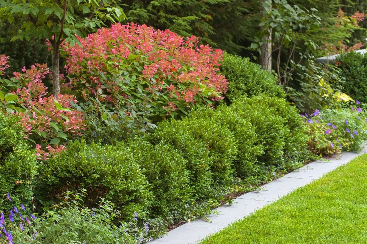 Hydrangea Quick Fire