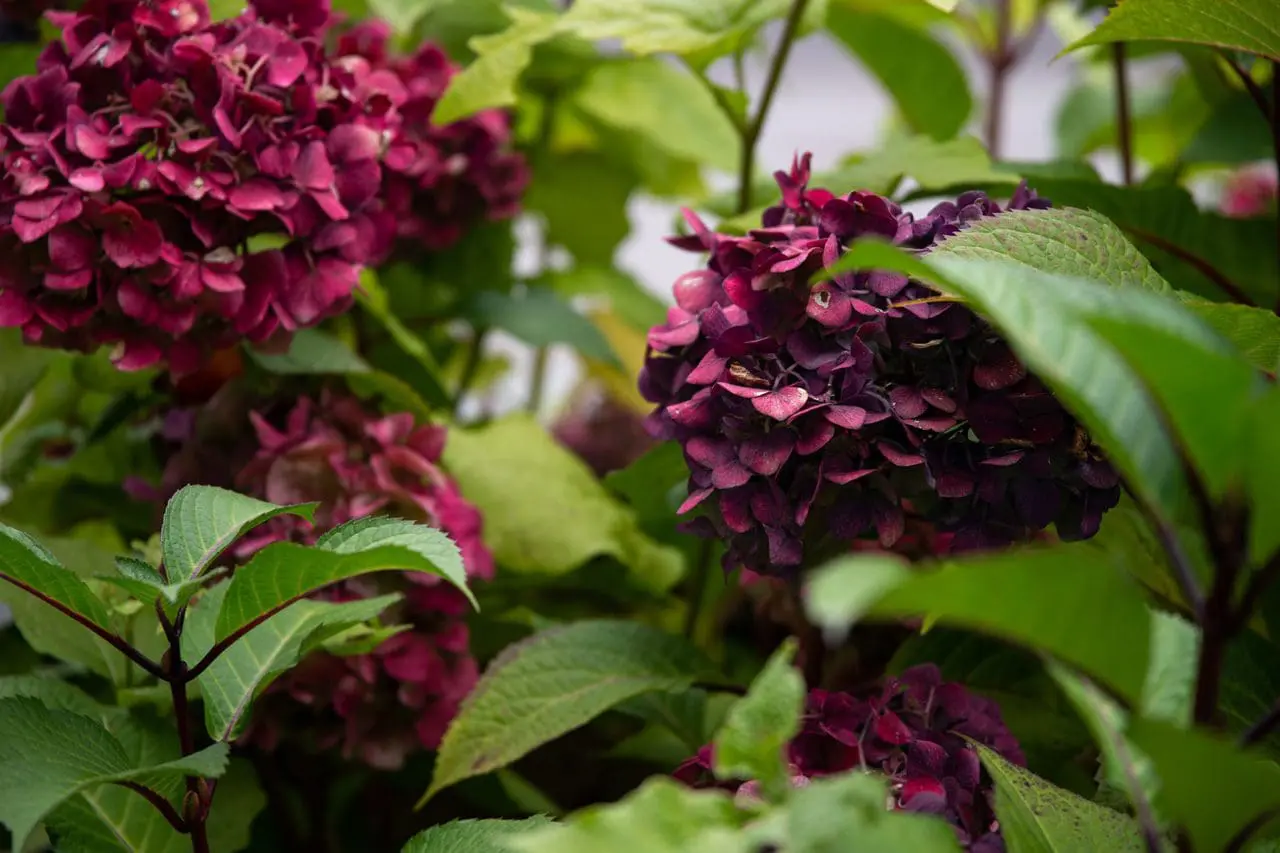 Hydrangea Bloomstruck