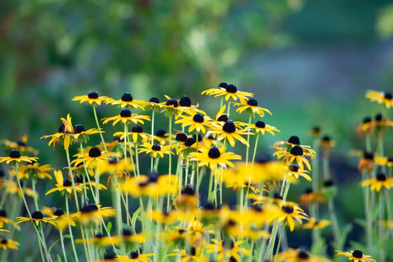 Rudbeckia sp. (Black-eyed Susan)