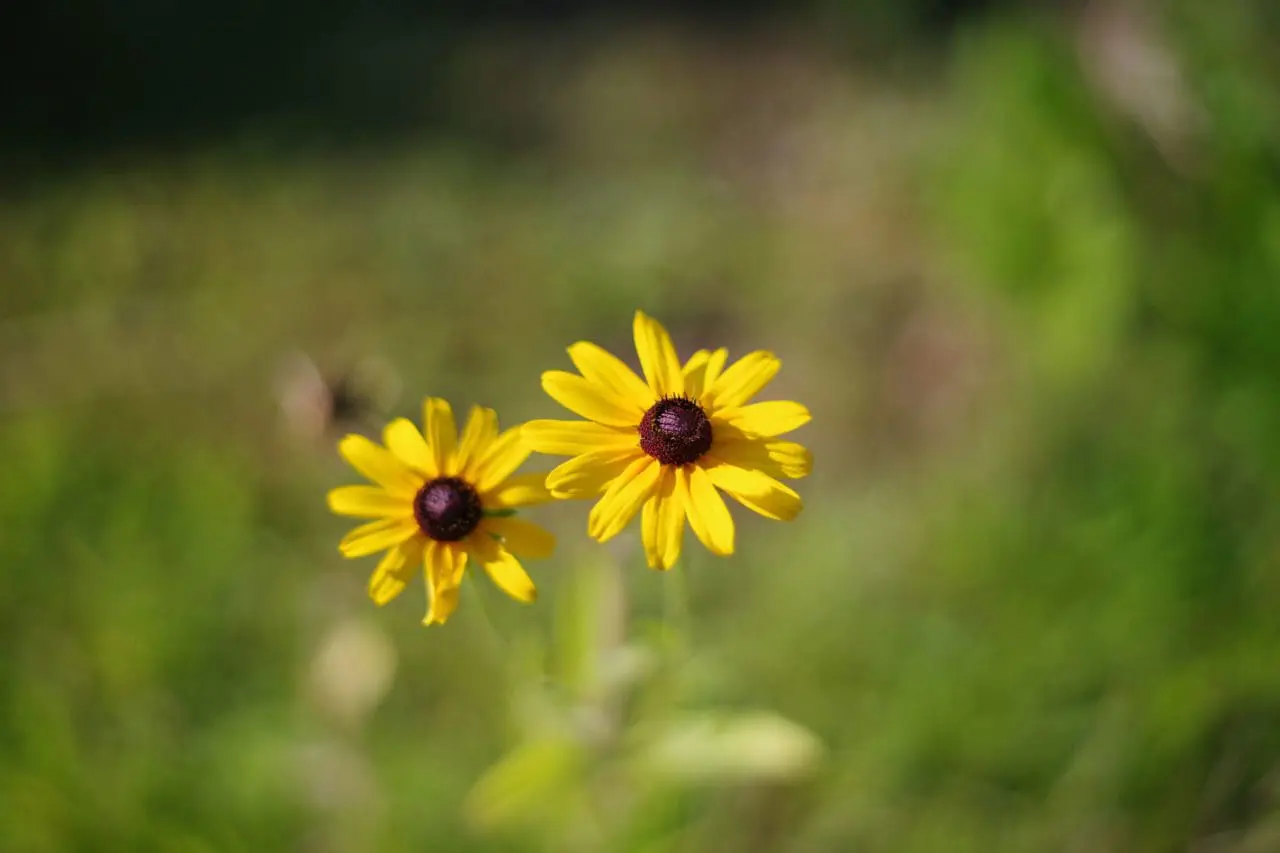 Rudbeckia sp. (Black-eyed Susan)