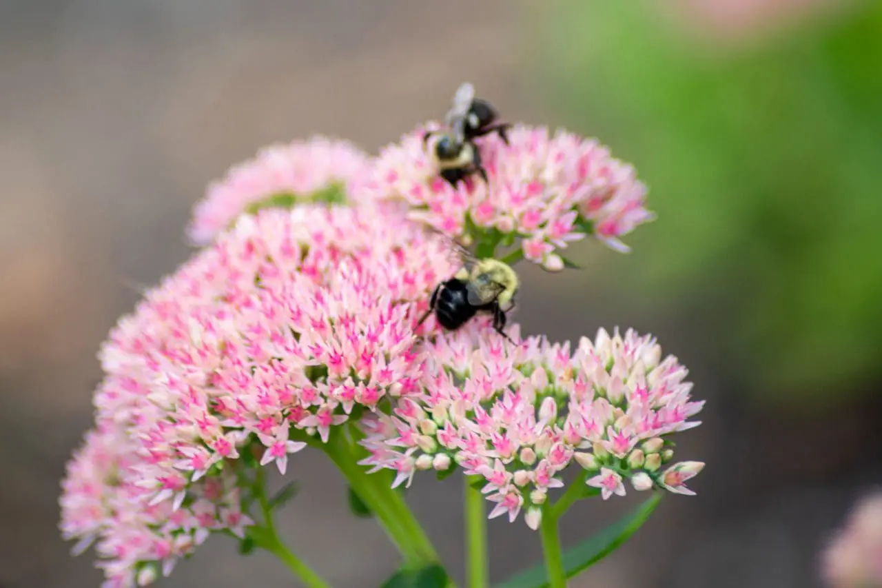 Sedum ‘Autumn Joy’
