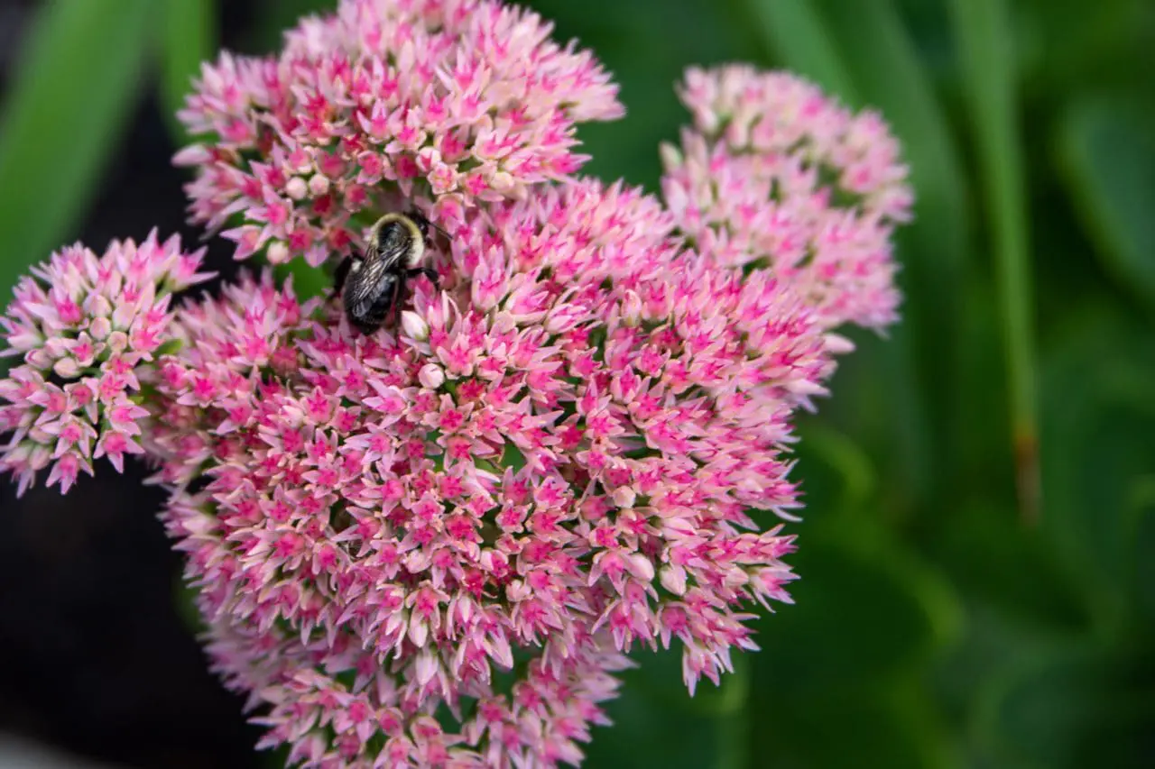 Sedum ‘Autumn Joy’