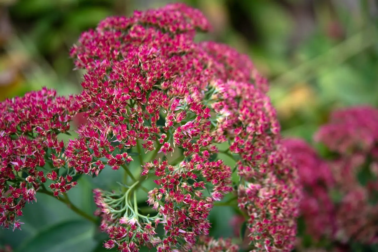 Sedum ‘Autumn Joy’