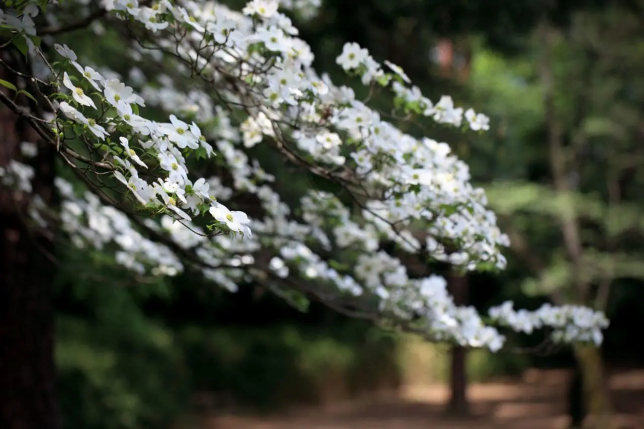 Cornus Kousa Dogwood