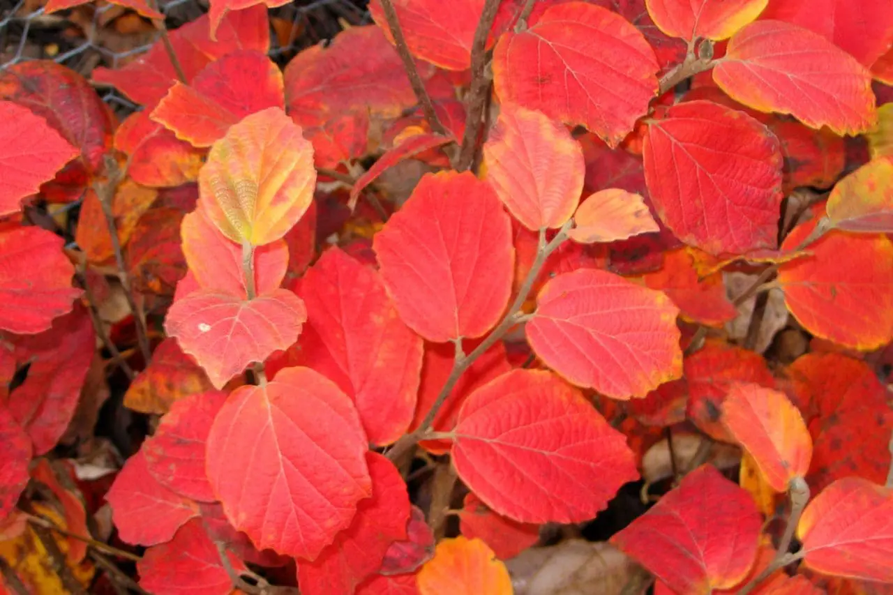 Fothergilla X Intermedia ‘Blue Shadow’