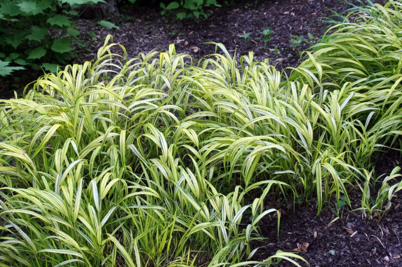 Ornamental Grass Hakonechloa ‘Aureola’