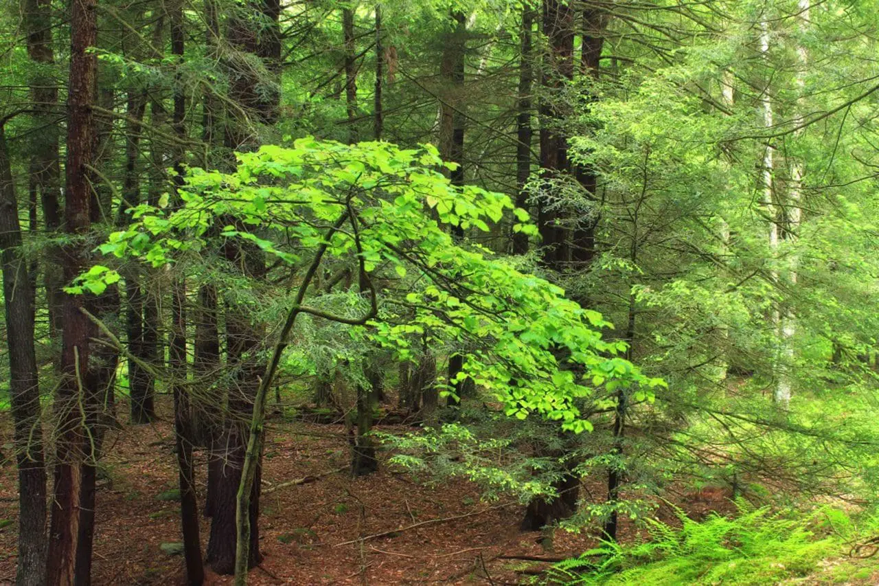 Hamamelis X Intermedia - Witch Hazel