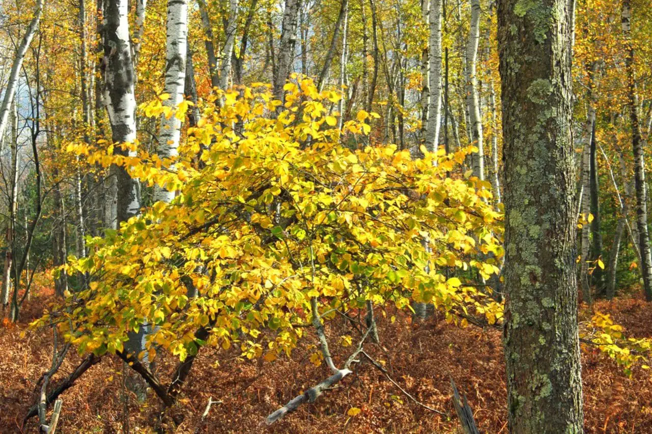 Hamamelis X Intermedia - Witch Hazel