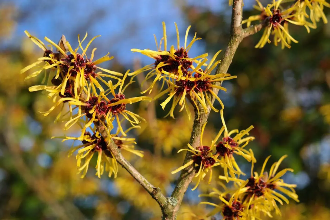 Hamamelis X Intermedia - Witch Hazel