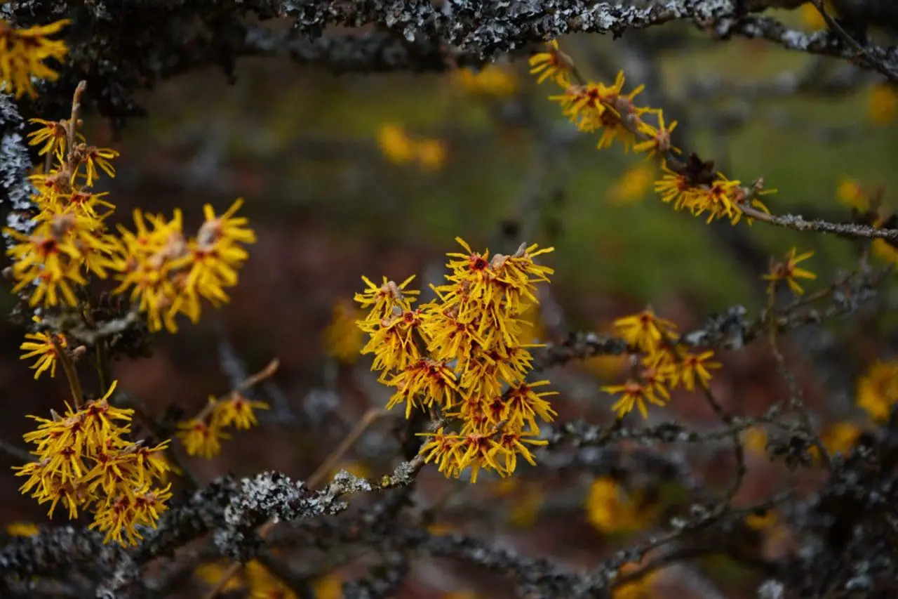Hamamelis X Intermedia - Witch Hazel