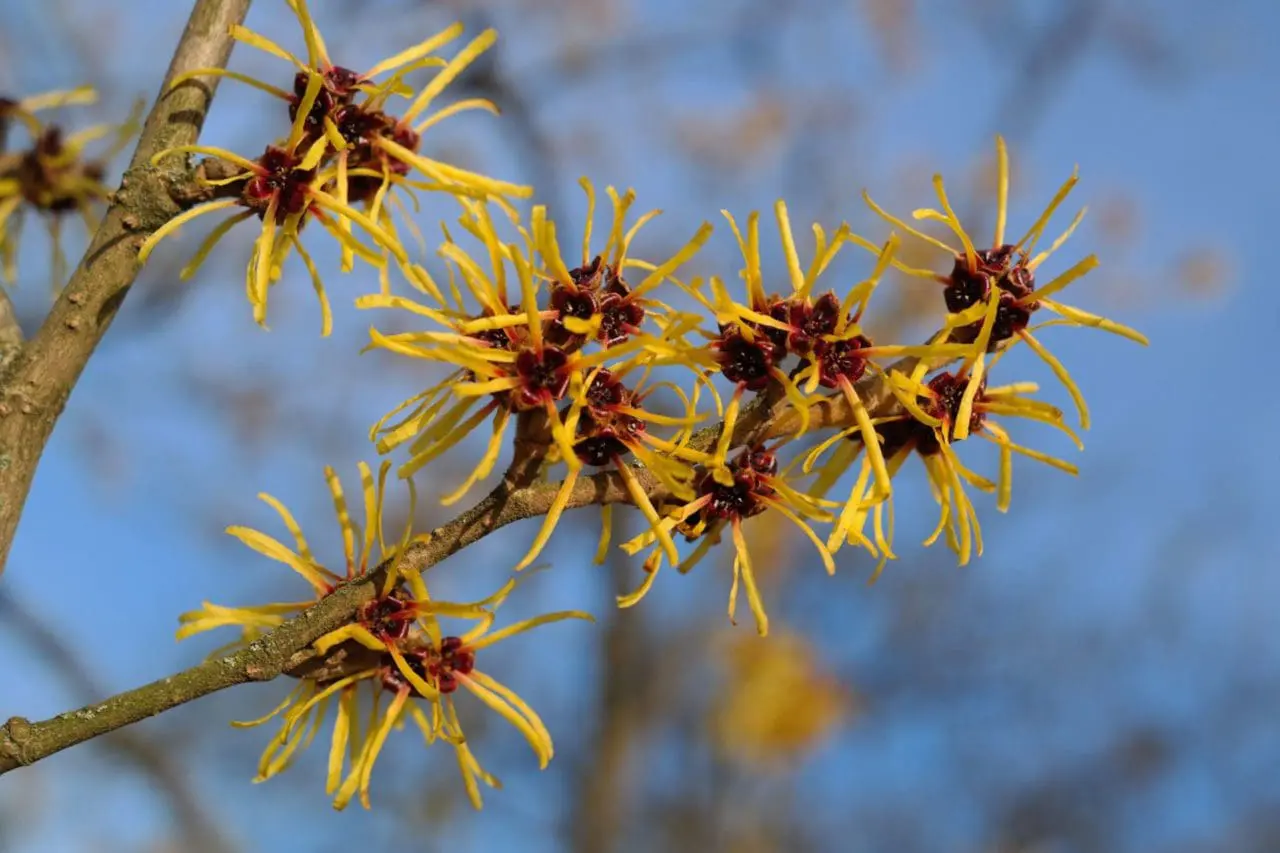 Hamamelis X Intermedia - Witch Hazel
