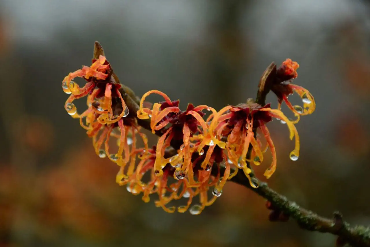 Hamamelis X Intermedia - Witch Hazel