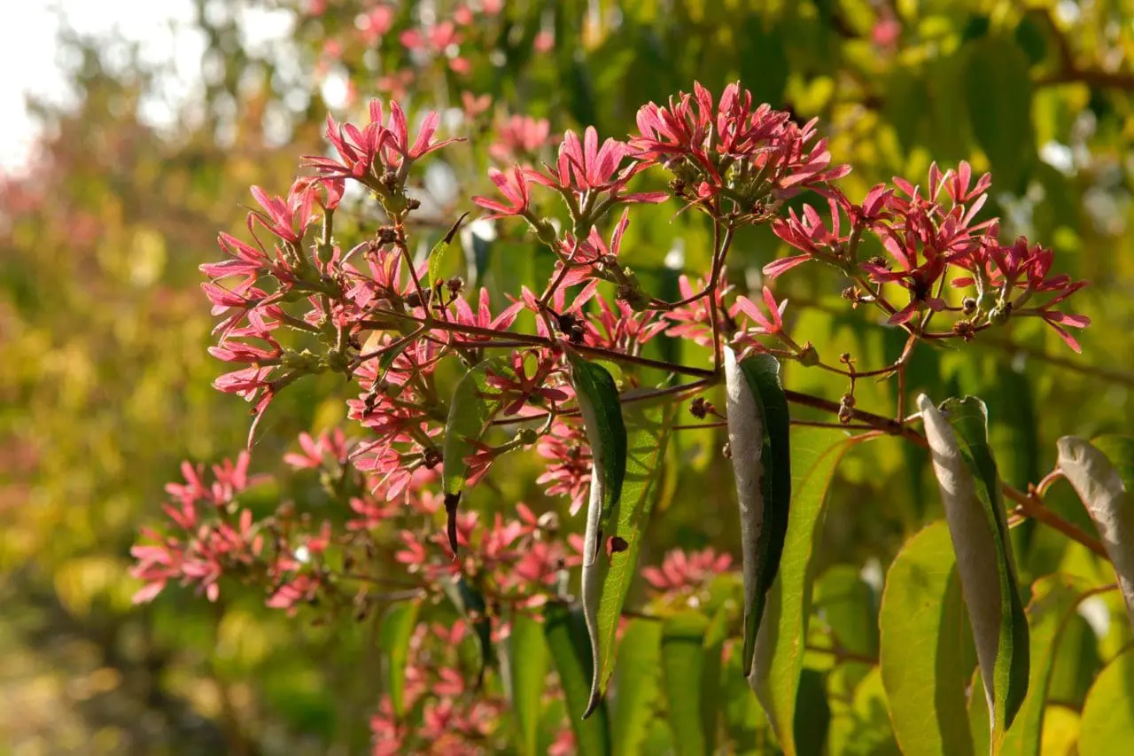 Ornamental Trees Heptacodium Miconiodies - Seven Sons