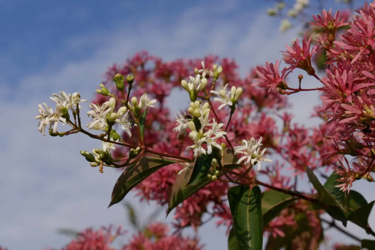 Ornamental Trees Heptacodium Miconiodies - Seven Sons