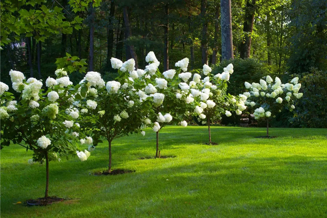 Hydrangea Paniculata ‘Grandiflora’