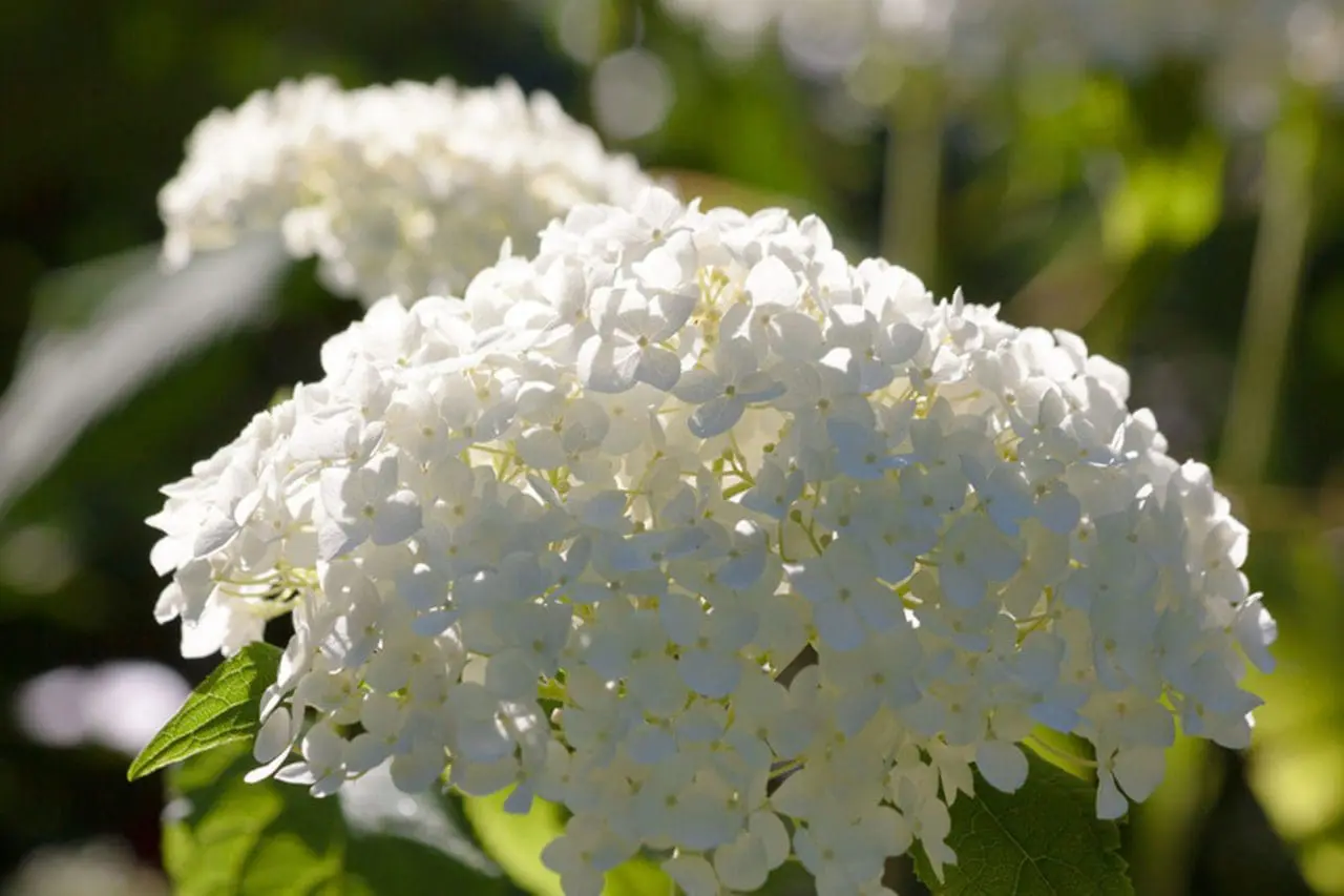 Hydrangea Paniculata ‘Grandiflora’
