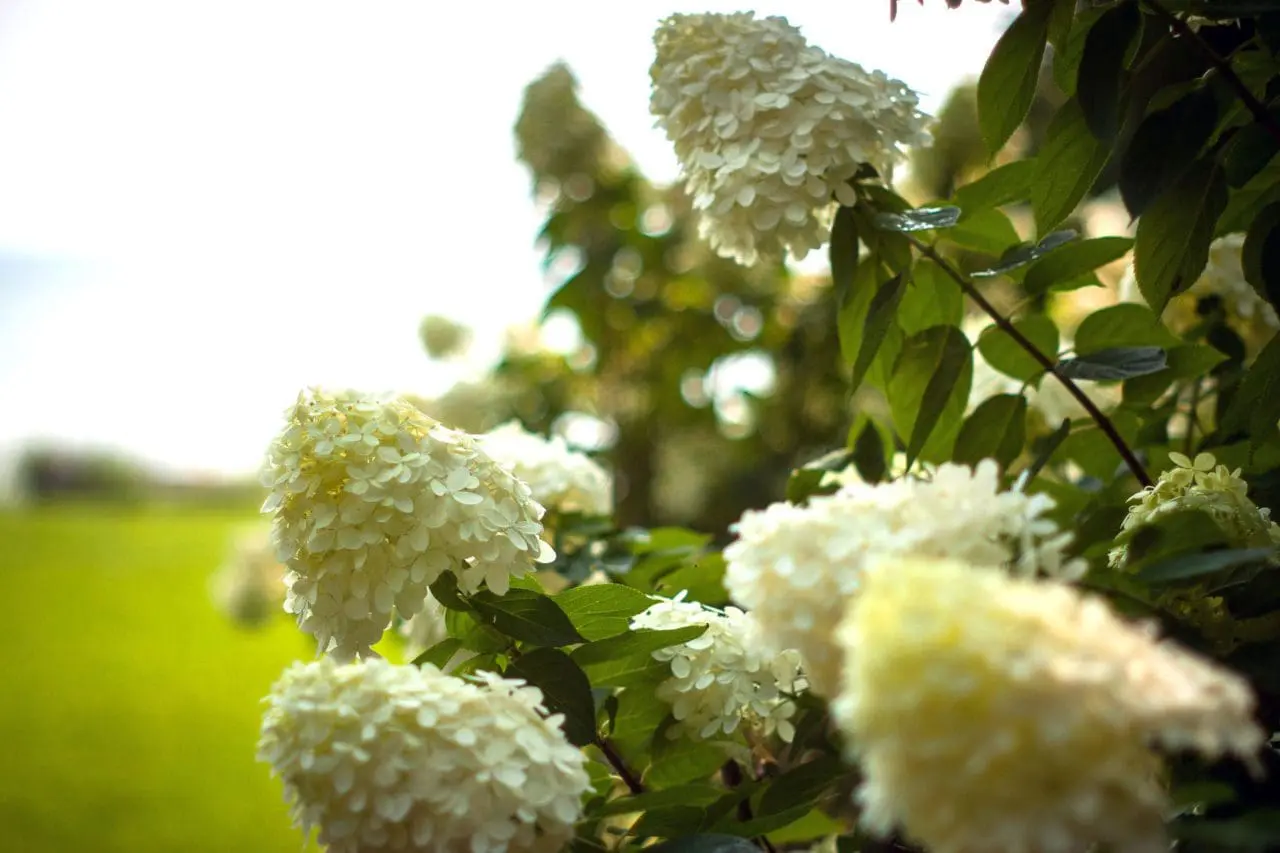 Hydrangea Paniculata ‘Grandiflora’