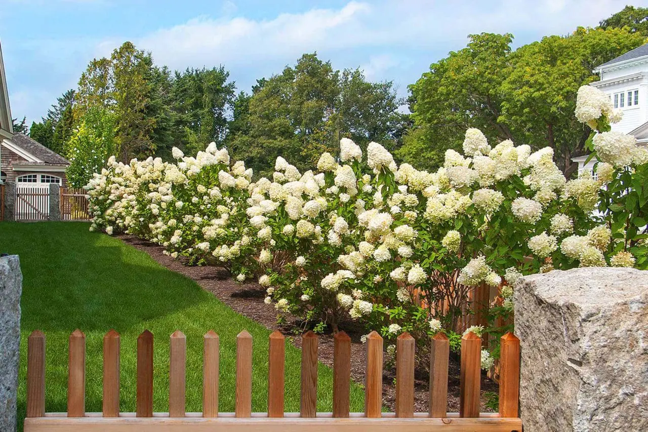 Hydrangea Paniculata ‘Grandiflora’