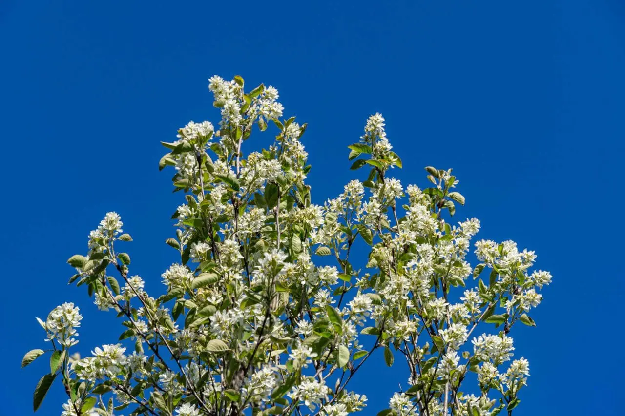 Amelanchier canadensis (Shadblow Serviceberry)